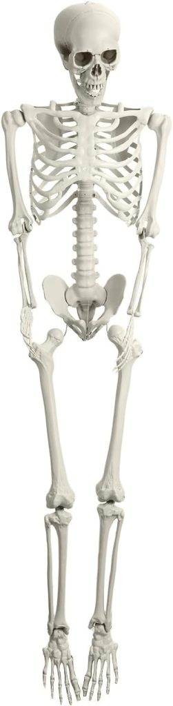 Movable Joint Plastic Skeleton, 5.4Ft Poseable Life
