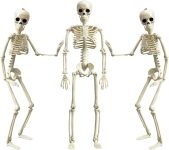 XONOR 16” Posable Halloween Skeleton- Full Body