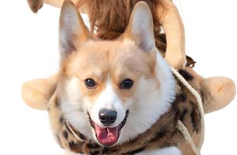 DELIFUR Dog Halloween Costume Funny Dog Cowboy Riding